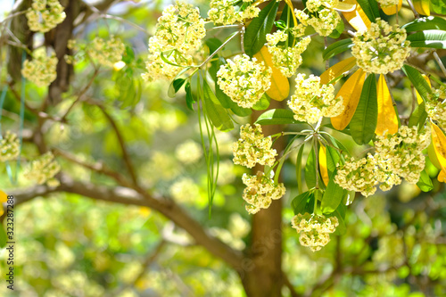 Leaves and flower background of Alstonia scholaris tree view photo
