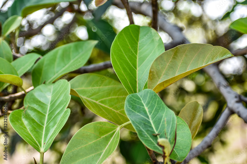 Indian Ficus tree (banyan tree) with leaf and branches ,blur green back ground and top view Indian Ficus tree (banyan tree) with leaf and branches ,blur green back ground and top view