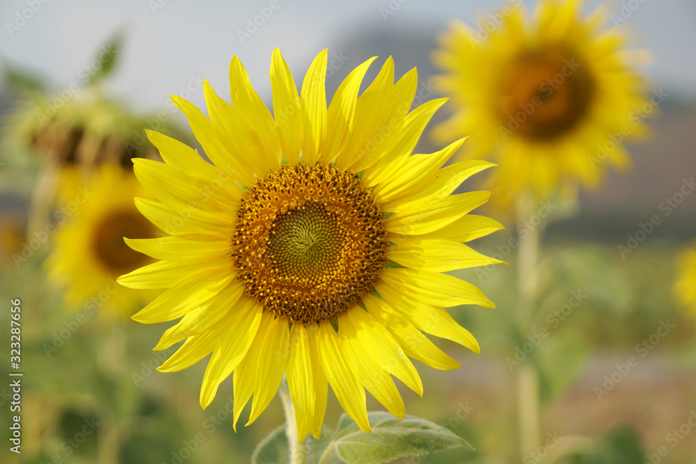 Close-up beautiful details Sunflower is Big yellow flower in the field at Khao Jeen Lae Sunflower Feild Lopburi Thailand - Yellow nature background concept Close-up beautiful details Sunflower is Big yellow flower in the field at Khao Jeen Lae Sunflower Feild Lopburi Thailand - Yellow nature background concept