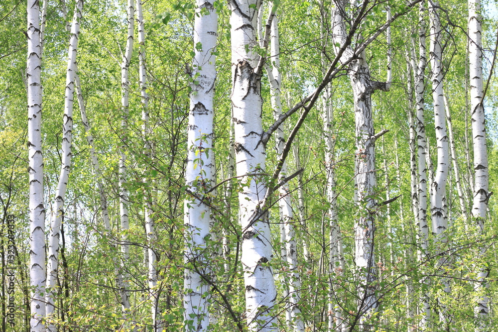 Obraz premium Young birch with black and white birch bark in spring in birch grove against the background of other birches