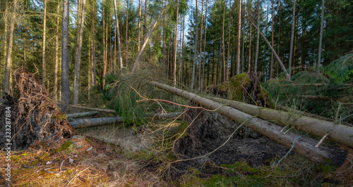 Fototapeta Naklejka Na Ścianę i Meble -  trees uprooted by storm in the forest