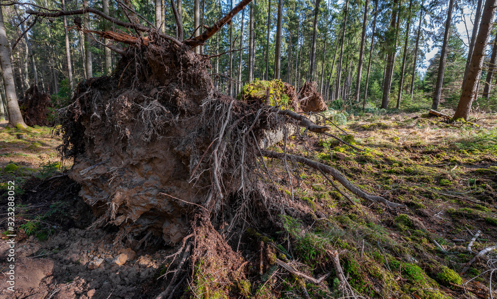 tree uprooted by storm in the forest tree uprooted by storm in the forest