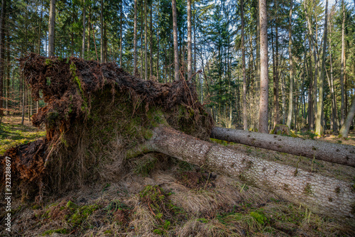 Canvas Print trees uprooted by storm in the forest