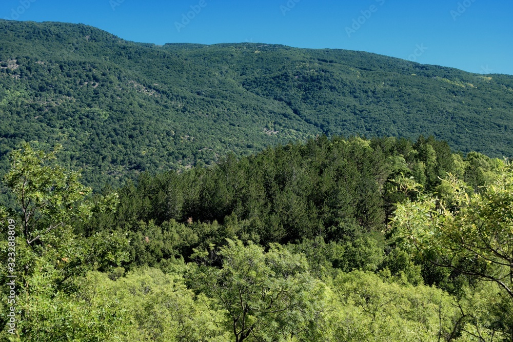 Scenic Mountains Trees Covered