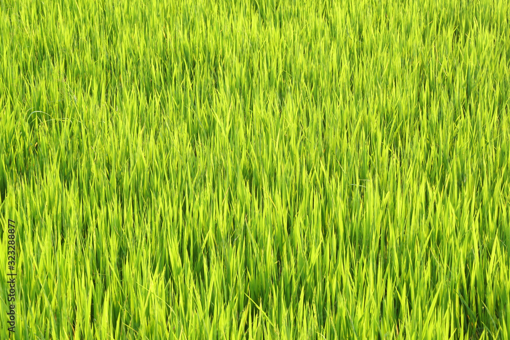 Nature Yellow Green grass field - Yellow green background Concept  - leaf backdrop and beautiful detail