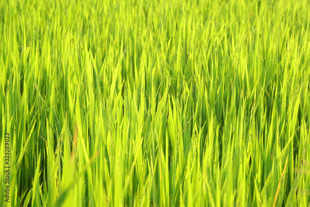 Nature Yellow Green grass field - Yellow green background Concept - leaf backdrop and beautiful detail Nature Yellow Green grass field - Yellow green background Concept - leaf backdrop and beautiful detail