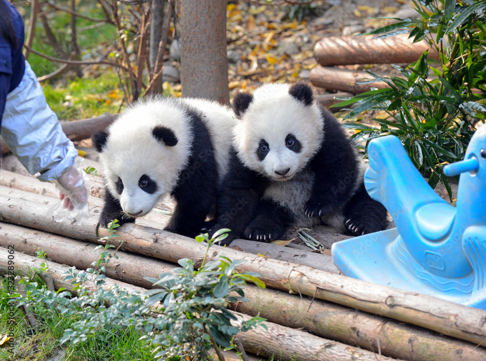 Fototapeta premium Baby Giant Panda near Chengdu, Sichuan Province, China
