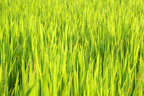 Nature Yellow Green grass field - Yellow green background Concept - leaf backdrop and beautiful detail