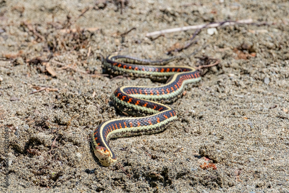 a striped snake on the beach, Sproat Lake Provincial Park, Vancouver Island, Canada a striped snake on the beach, Sproat Lake Provincial Park, Vancouver Island, Canada