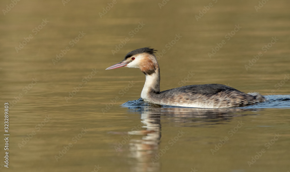 Great Crested Grebe Swimming