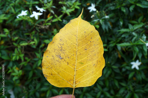 Closeup Single Yellow Bodhi Leaf - Foliage 