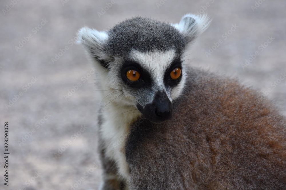 Obraz premium Lemur catta portrait - staring