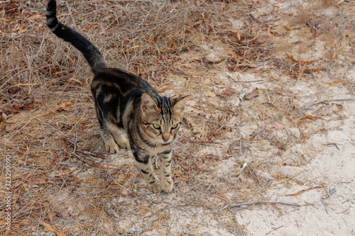 Street cat walking in the park © topolov_nick