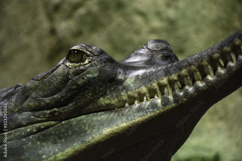 Fototapeta premium Crocodile - alligator's head with sharp teeth
