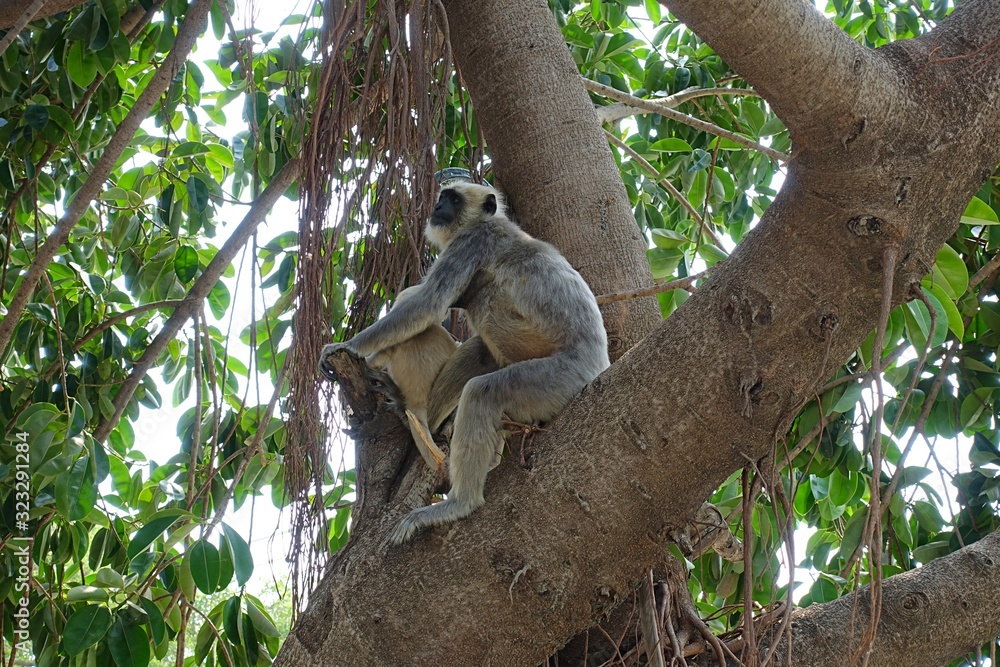 Fototapeta premium Hanuman langur, the black faced monkey with baby in tree - Rishikesh, India 2019