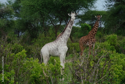 Wei  e Giraffe