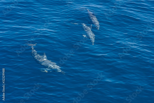 Dolphins swimming in the the blue sea near Similan Islands National Park, Phang Nga Province, Thailand, Asia. © Samruay