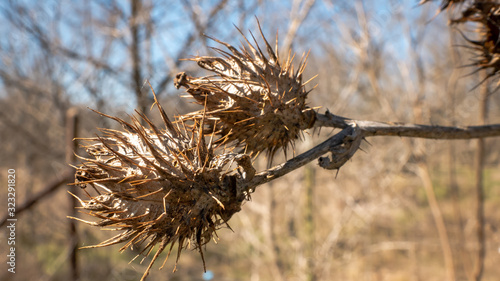 Tableau sur toile Macro of Dried Up Thorny Seeds Against Fall Winter Sky