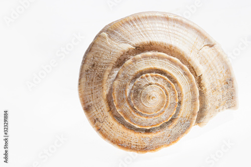macro closeup Seashell isolaed on white