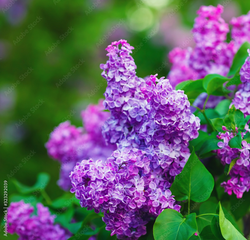 Blossoming purple lilacs and green leaves. Shallow depth of field. Selective focus. Blossoming purple lilacs and green leaves. Shallow depth of field. Selective focus.