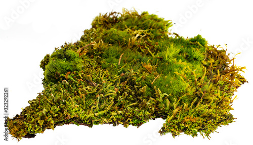 moss maro detail isolated on white photo