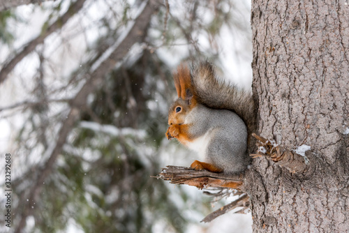 squirrel on a tree © Viktor