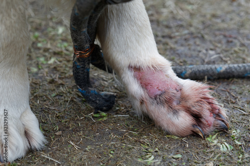 Treat dermatitis of dog Golden Retriever. Animal skin disease. Treat dermatitis infection on leg. photo