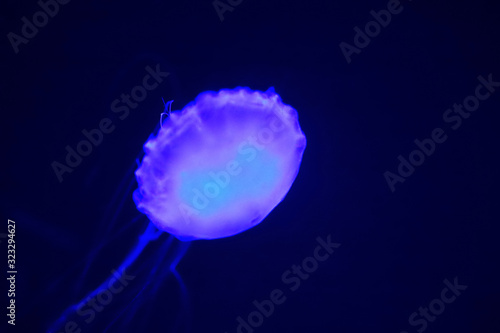 Pacific sea nettle (Chrysaora fuscescens), or West Coast sea nettle, is a common planktonic scyphozoan that lives in the eastern Pacific Ocean from Canada to Mexico