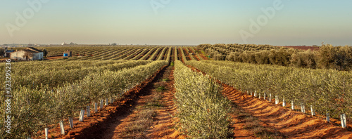 Young olive trees grove in Alentejo Portugal