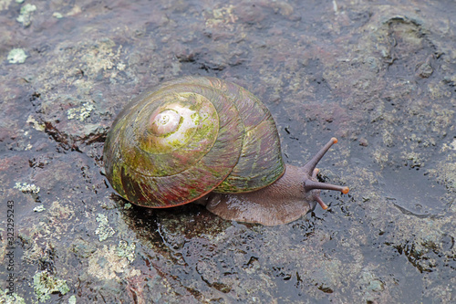 Tree snail on rocks in Puerto Rico photo