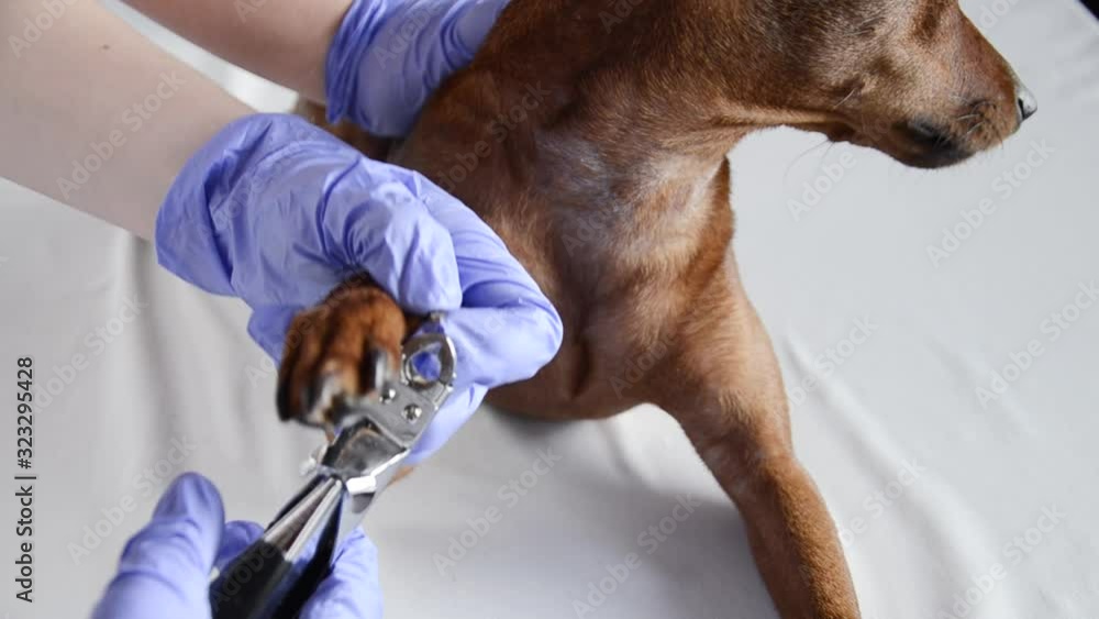 The vet cuts off the dog's claws with wire cutters. A pet sits on a