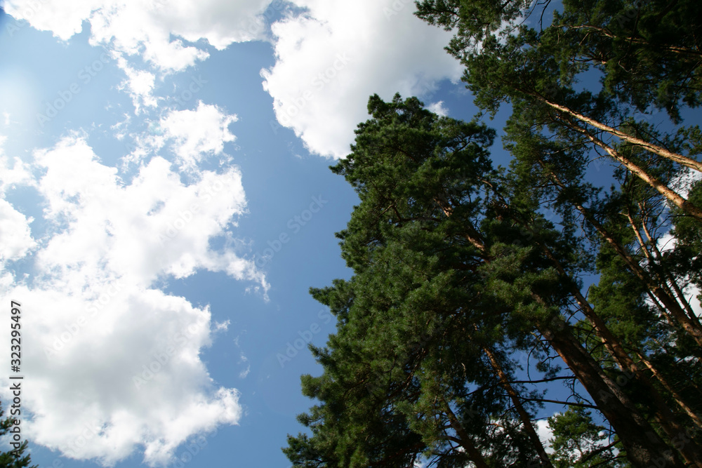 blue sky and trees for wallpaper or design blue sky and trees for wallpaper or design