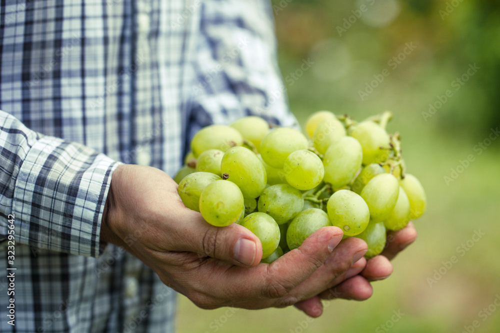 Grapes harvest in autumn. Farmer with grapes Grapes harvest in autumn. Farmer with grapes