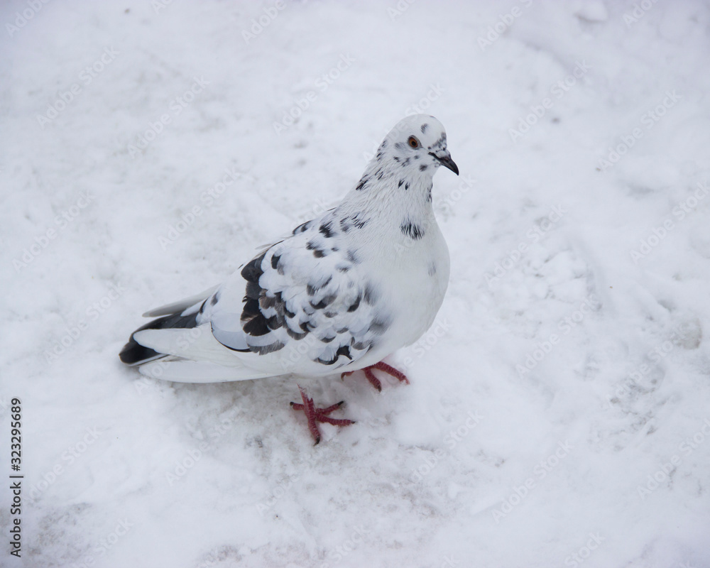 White dove with dark spots on a white background White dove with dark spots on a white background