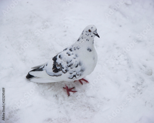  White dove with dark spots on a white background © Andrey