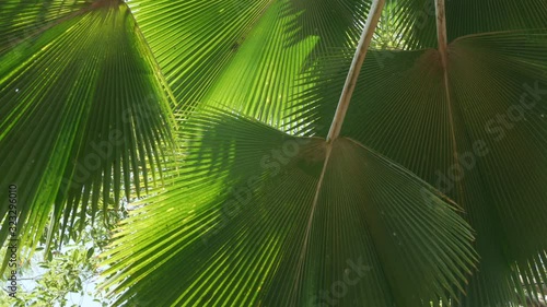 Fan palm leaves tropical tree plant swaying fronds in wind, green leaf pattern nature tropical summer background.