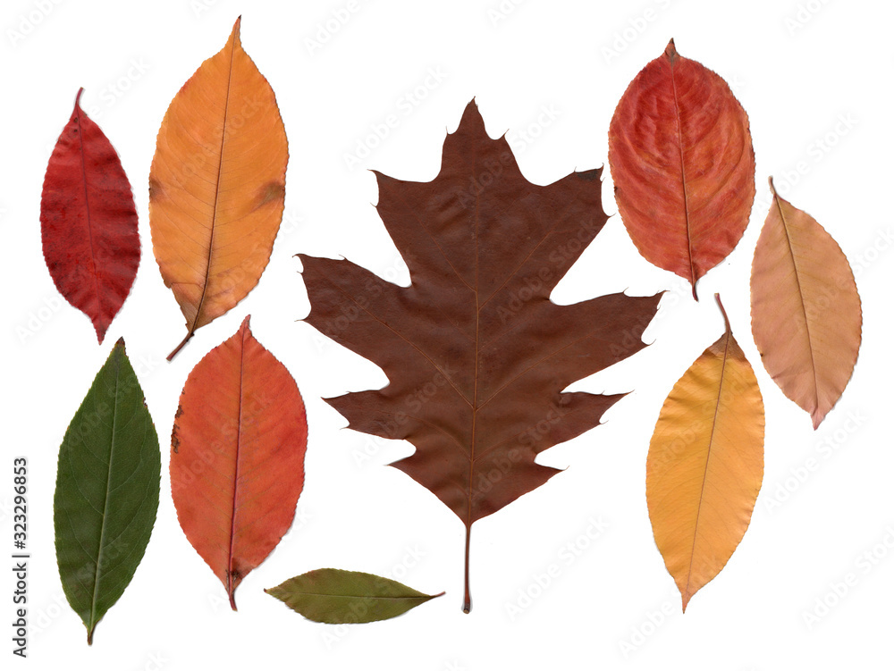 eaves of different european trees on a white background for your design or work in photoshop eaves of different european trees on a white background for your design or work in photoshop