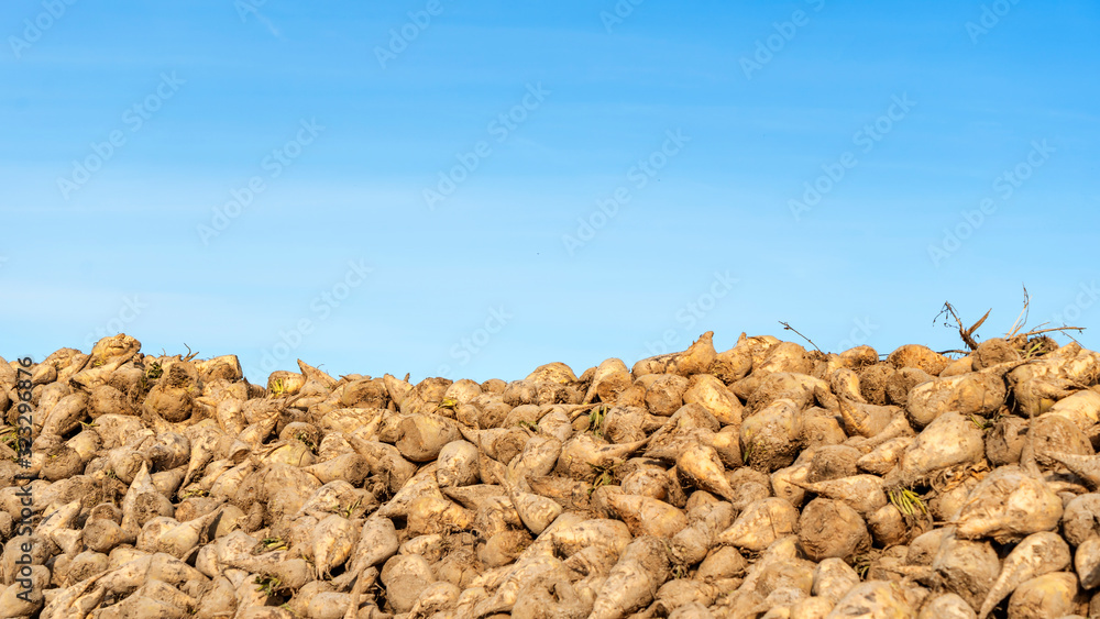 Obraz premium Sugar beet pile at the field after harvest on classic blue sky background. Agriculture concept.
