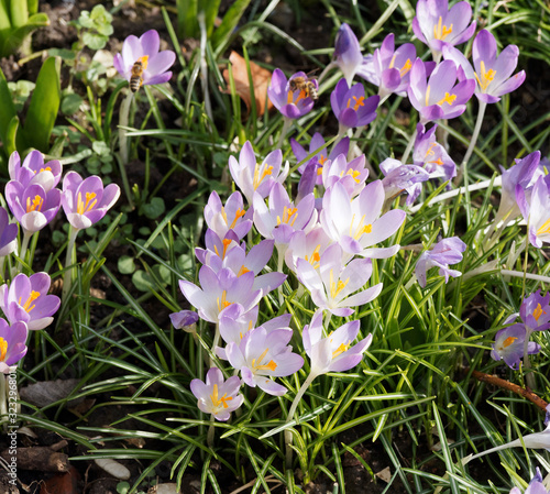 Elfenkrokuskolonie (Crocus tommasinianus) lavendellila in Frühling in einem Garten  photo