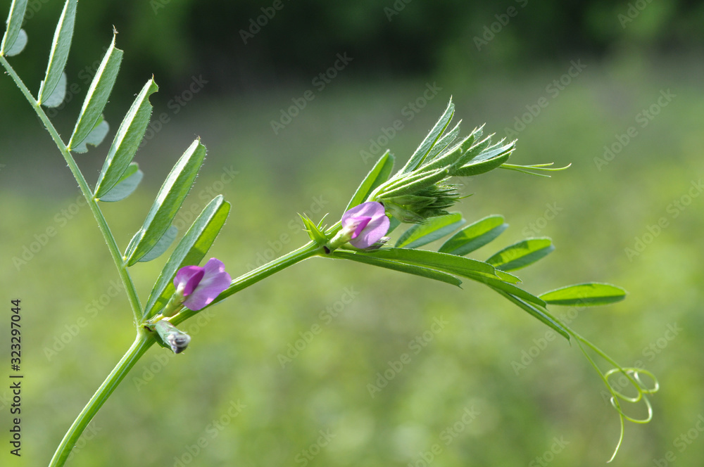 Black sown black pea (Vicia sativa subsp. nigra) blooms in the meadow Black sown black pea (Vicia sativa subsp. nigra) blooms in the meadow