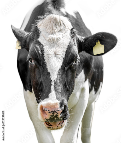 Closeup cow isolated on white.
