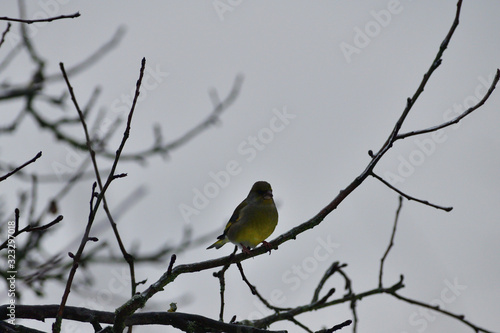  European greenfinch sitting on the branch in the cloudy winter 