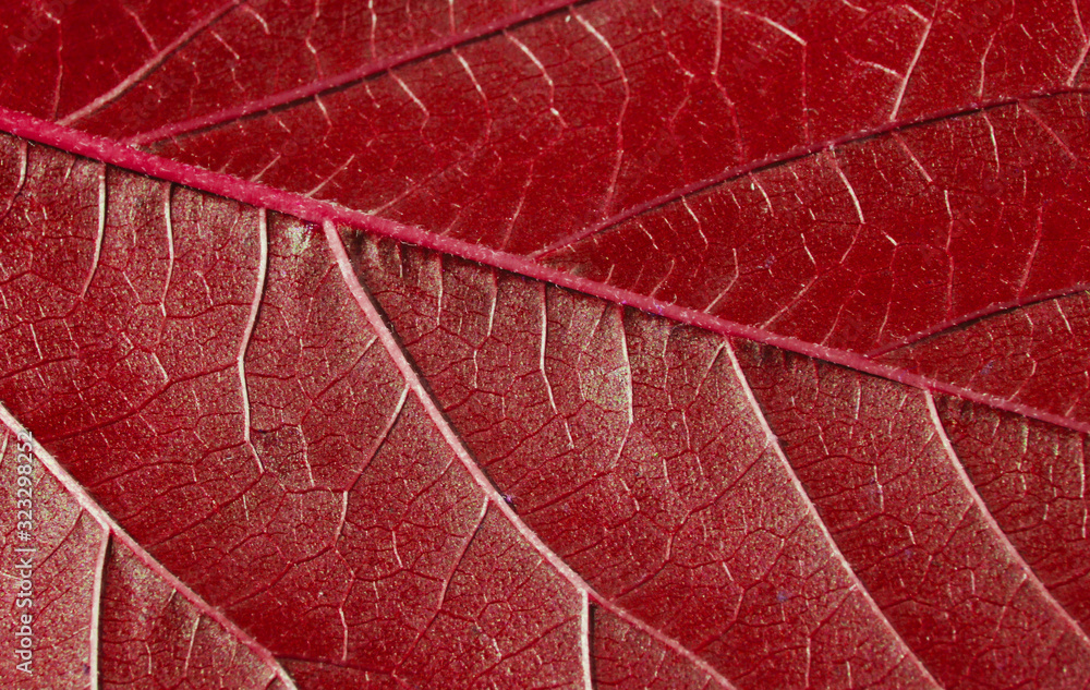 Obraz premium Red leaf texture close up macro