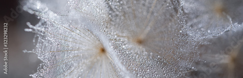 Beautiful dew drops on a dandelion seed macro. Beautiful soft background. Water drops on a parachutes dandelion. Copy space. soft focus on water droplets. circular shape, abstract background.
