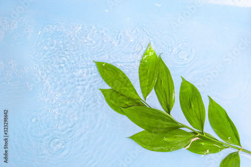 Beautiful fresh branch with green leaves with drops of water on blue background.
