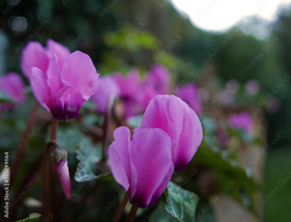 Fototapeta premium eleganti ciclamini viola sullo sfondo del giardino