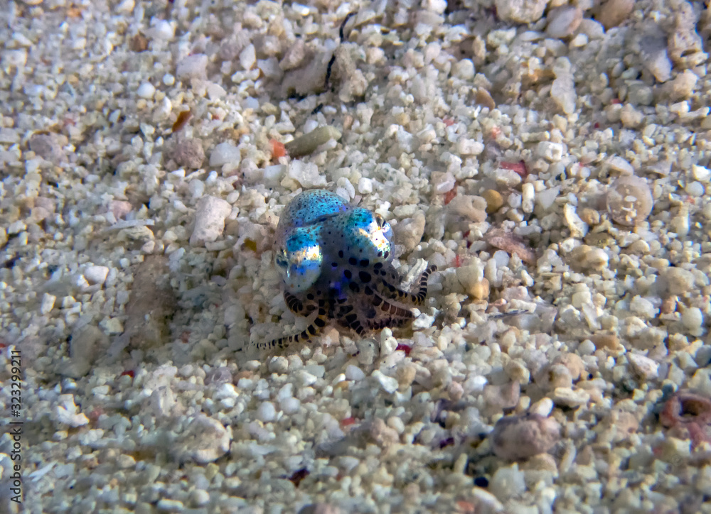 A tiny Bobtail Squid (Sepiolida sp.) on the sea floor A tiny Bobtail Squid (Sepiolida sp.) on the sea floor