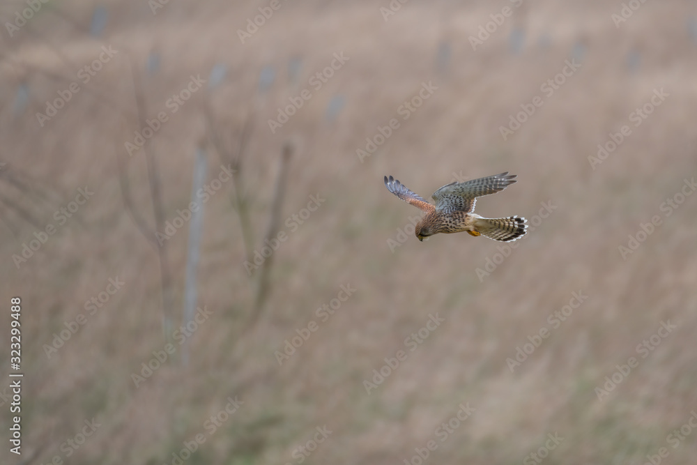 Female Kestrel Hovering in Mid Air Female Kestrel Hovering in Mid Air