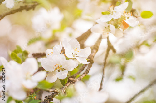 blooming apple tree in spring © DACH Studio