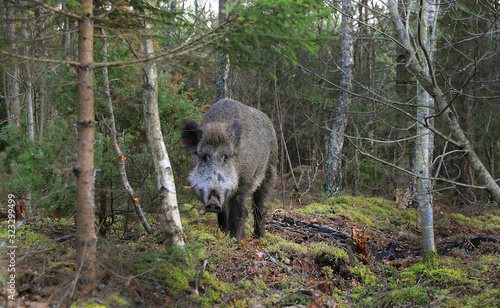 Portrait of wild boar looking at camera in pine forest © adventure
